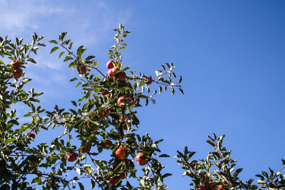 Taste the Freshness: Visit Solebury Orchards for Apple Picking